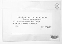 Image of Disciseda candida